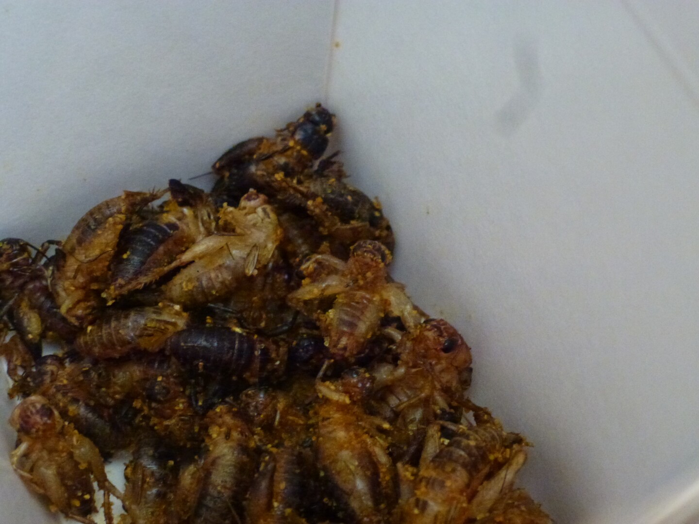 Crispy Curried Crickets