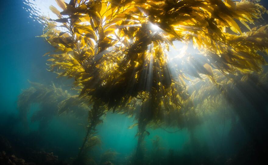 Kelp forests, in this undated photo, are crucial to Monterey Bay. The bay is an international destination for divers.
