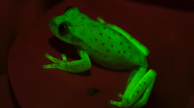 The South American polka dot tree frog was recently found to glow fluorescent under ultraviolet light.