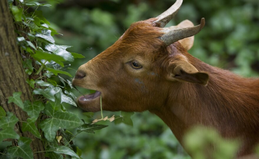 OK, so technically this goat is eating just plain ivy. But poison ivy is definitely on the menu.