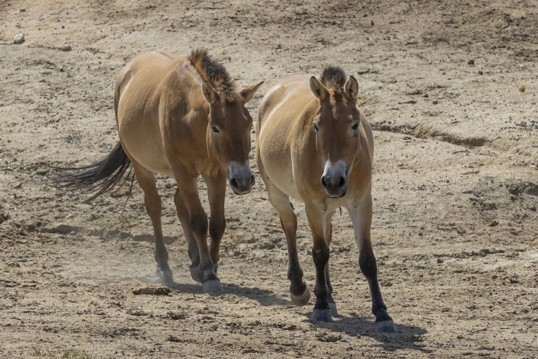 Cloned horse could secure future for endangered species KPBS Public Media