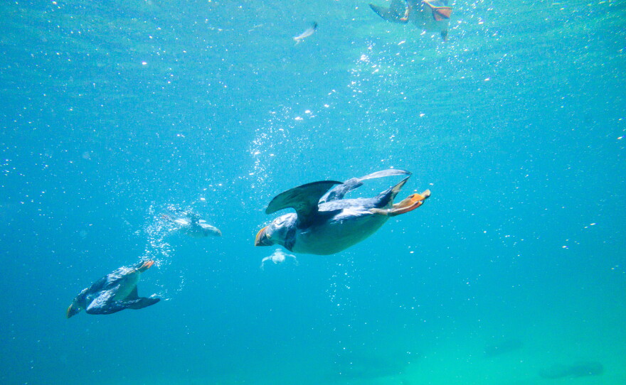 The engineers studied the way puffins dive, swim and fly, and move between air and water.