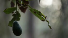 San Diego avocado growers have lost thousands of acres to rising water costs. Savor San Diego talks with an avocado grower at Stehly Farms in Valley Center here.