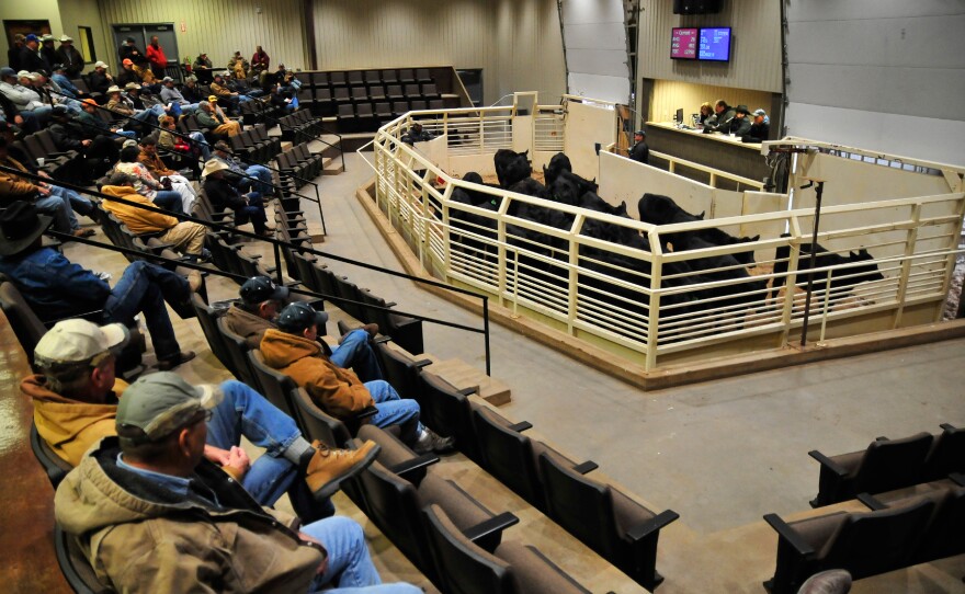 Buyers examine cattle for auction at OKC West Livestock Market in El Reno, Okla.