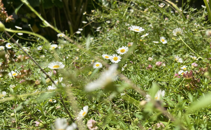 Grasses and plants grow in a San Diego yard, July 6, 2026.