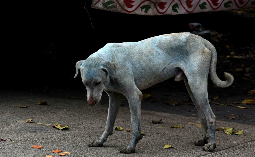 One of the stray dogs that turned blue hangs out on a street in the Taloja industrial zone in Mumbai.