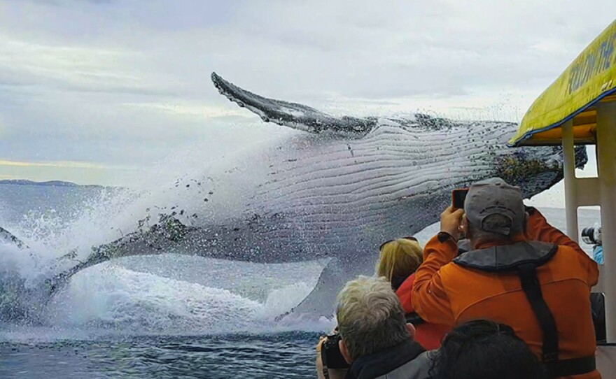 A humpback whale breaches very close to whale watchers.