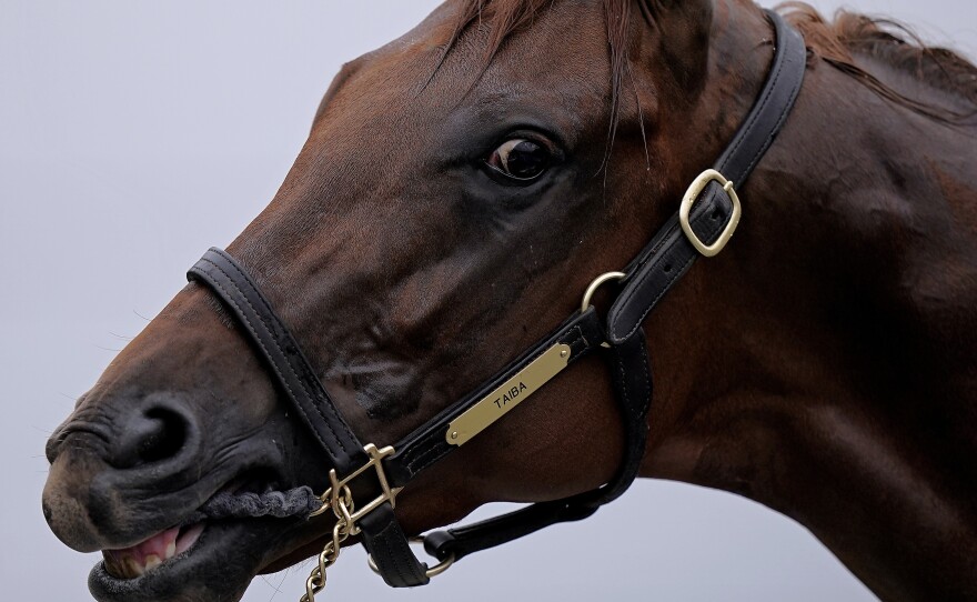 Kentucky Derby entrant Taiba gets a bath after a workout at Churchill Downs on Wednesday.