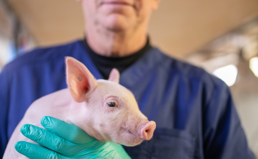 Revivicor's David Ayares acknowledges concerns about breeding pigs to provide organs for transplantation but says that this is a "higher purpose" than consuming them as food.