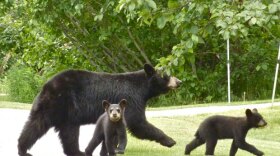 This mother black bear and her cubs are true urban bears. They have learned to look both ways before crossing the street.
