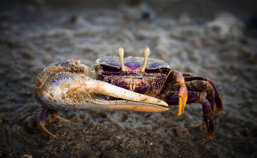 Fiddler crab.