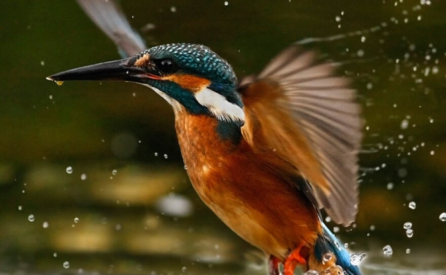 Kingfisher emerges from the river after a quick splash, Longford, Ireland.