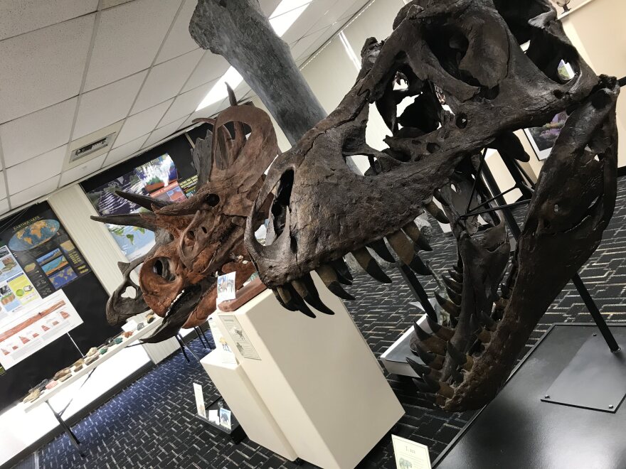 Dinosaur skulls on display at the  Roynon Museum of Earth Sciences and Paleontology, June 28, 2019. 