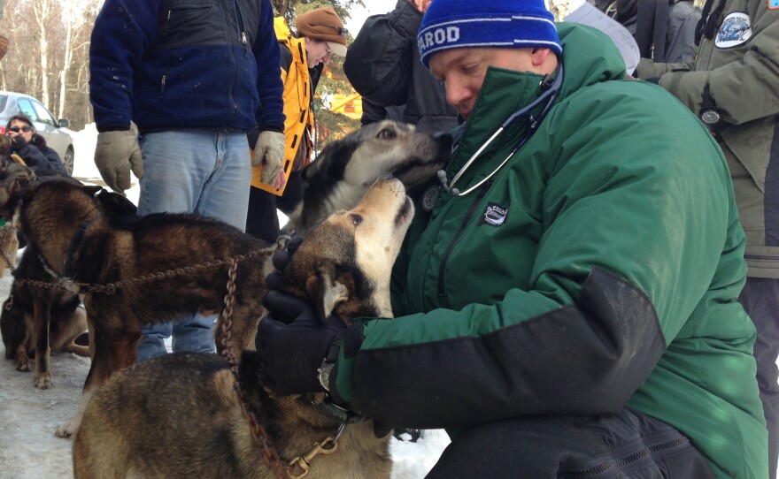 Teams of veterinarians inspect the dogs before the race begins. Greg Reppas uses a stethoscope to listen to a dog's heart and lungs.