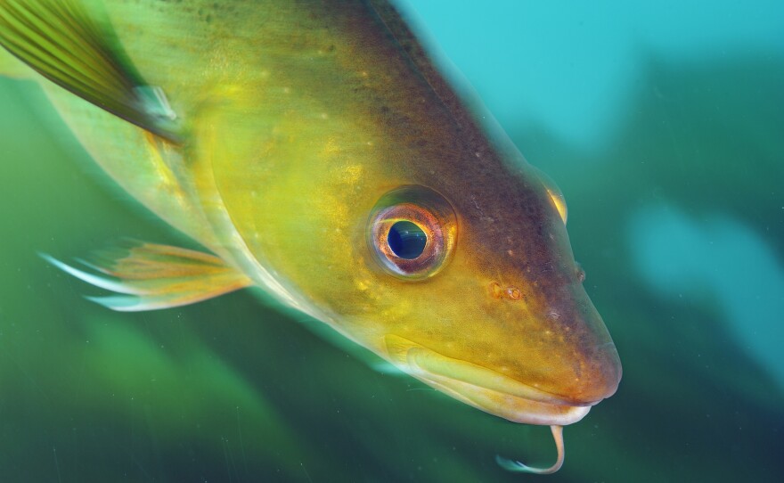 A red cod swims through healthy kelp forest; Cashes Ledge, Gulf of Maine - SEA CHANGE: THE GULF OF MAINE, A NOVA SPECIAL PRESENTATION premieres Wednesdays, July 24 - Aug. 7, 2024 on PBS.