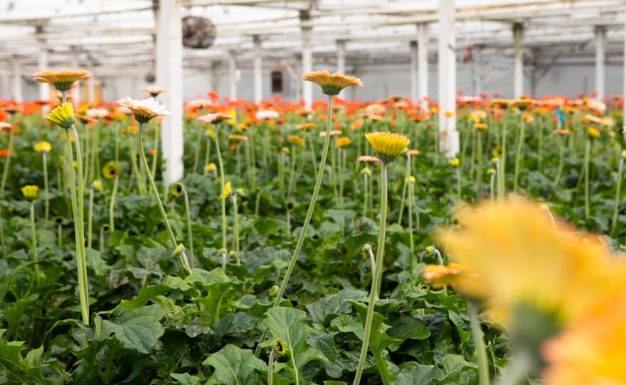 Flowers are grown in a greenhouse at Fox Point Farms in Encinitas on July 13, 2021.