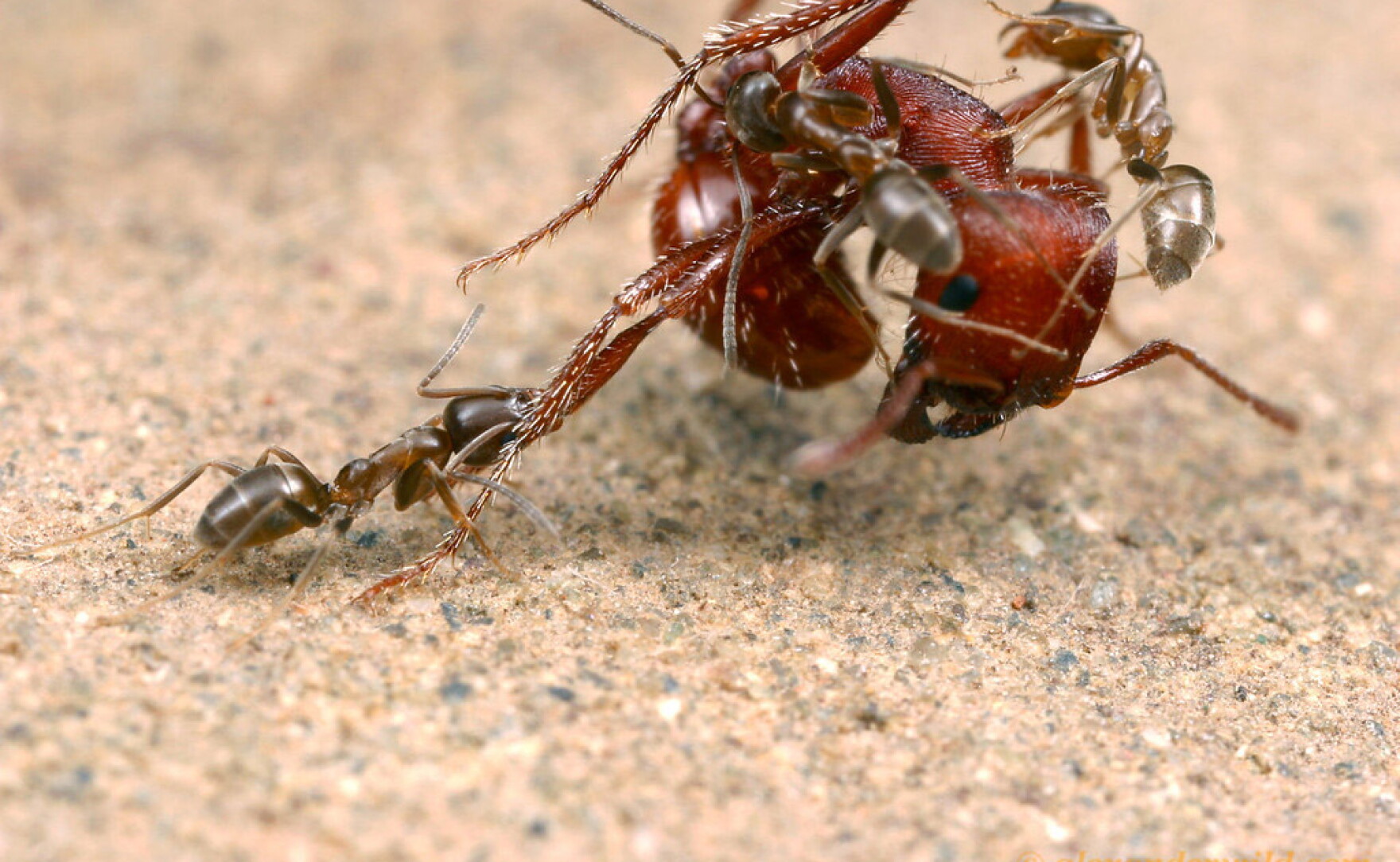 Device Podcast Ants In The Poisonwood Bible Versus Ants In Real Life