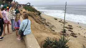 People look at the sea lions hauled out on a beach near La Jolla Point on Jun 29, 2021.