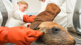 A toothbrush is used to gently remove oil around a California sea lion’s eyes. The pup was rescued from the Refugio Beach oil spill and transported to SeaWorld San Diego’s Oiled Wildlife Care Center on May 23, 2015. 