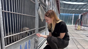 San Diego County Department of Animal Services Director Dr. Brie Sarvis checks on a dog at the Bonita shelter on July 9, 2026.