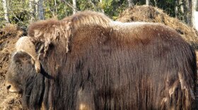 Hide And Seek? A male musk ox stands in a paddock at the Large Animal Research Station in Fairbanks, Alaska. The musk ox is genetically adapted to survive the harsh climate. Its long hair skirt, covering a fine wool coat and a 2-inch layer of fat, allows the animal to retain heat during the long, lean winters. All animals, except humans, adapt to climate by changing genetically.