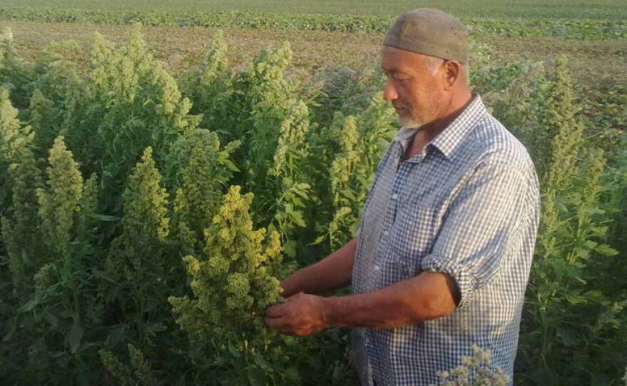 The Food and Agriculture Organization has planted test plots of quinoa in Kyrgyzstan and Tajikistan to see how it fares under the region's climatic conditions.