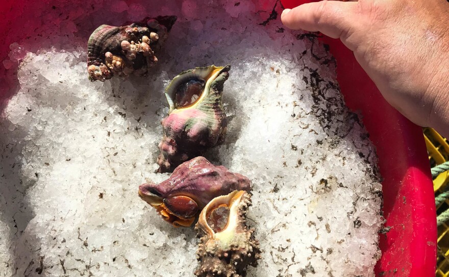 Fisherman Paul Teall selects large sea snails called Kellet's whelks for a customer at the Saturday Fishermen's Market in Santa Barbara.