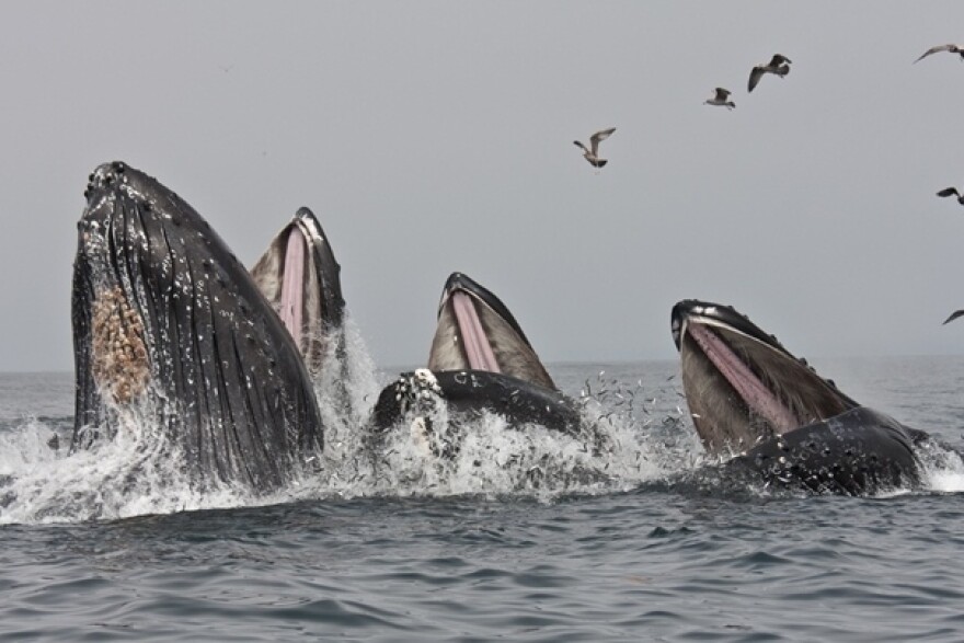 Three humpback whales surge upward, gulping the silvery anchovies that have been in abundance in Monterey Bay this spring.
