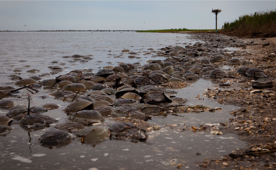 At high tide thousands of mating horseshoe crabs gather along the water's edge. Migrating red knots roughly double their body weight in 10 days of gorging on the crabs' fatty eggs.