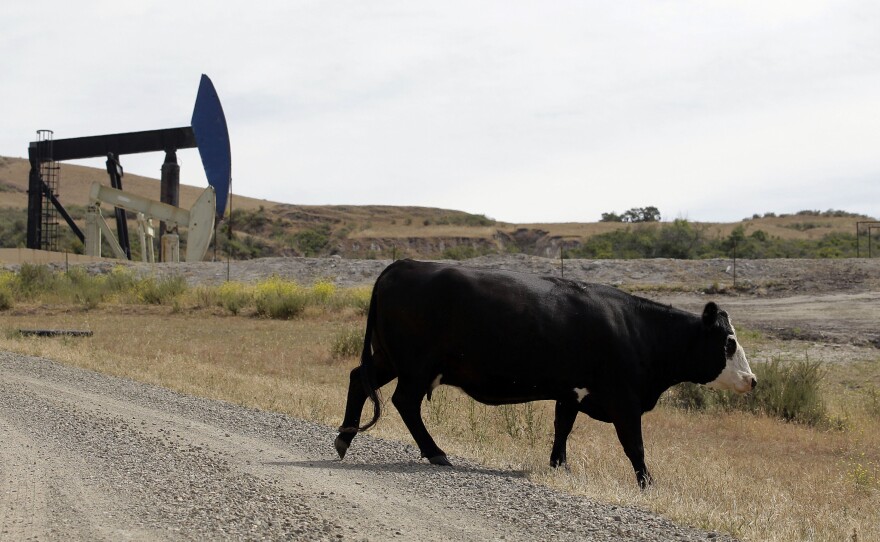 In this file photo taken June 1, 2011, a cow walks near oil pump jacks in Santa Maria, Calif.