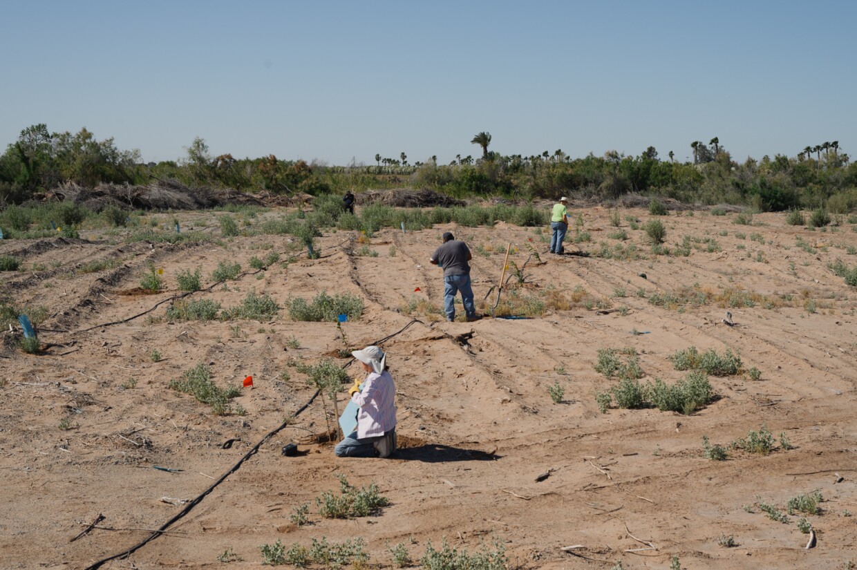 Volunteers work during a tree planting event on the Quechan Reservation in Imperial County on April 27, 2024. The tribe is working to restore hundreds of native trees along the banks of the Colorado River.
