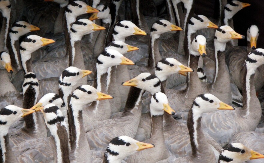 Bar-headed geese after a molt, hobnobbing in Mongolia.