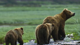 A brown bear and her cubs. This program explores the secret world of rainforest grizzlies (brown bears) for a better understanding of these creatures and how their environment is being depleted by mankind.