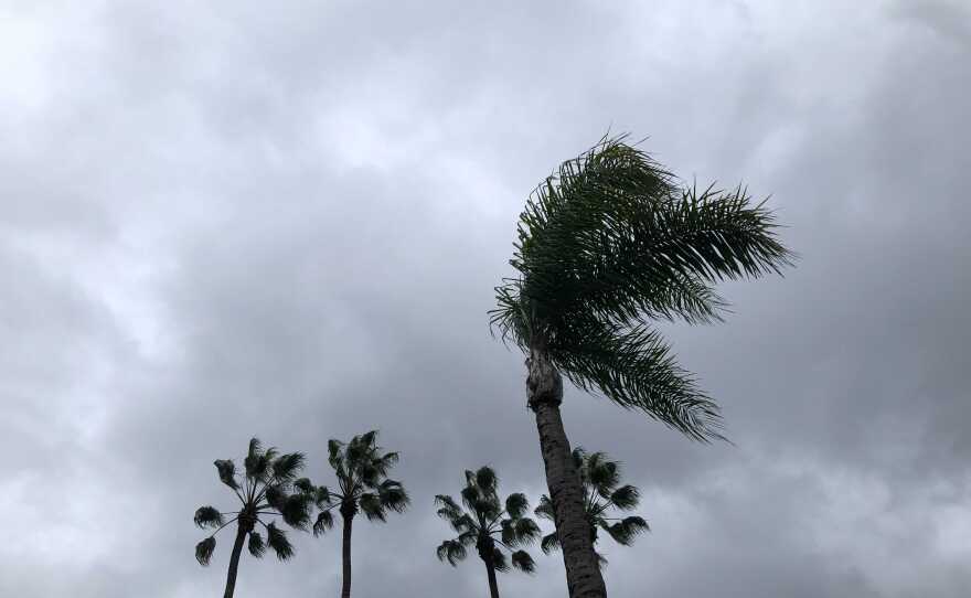 Palm trees blow in the wind in the Golden Hill neighborhood of San Diego County, Calif. Dec. 9, 2021.