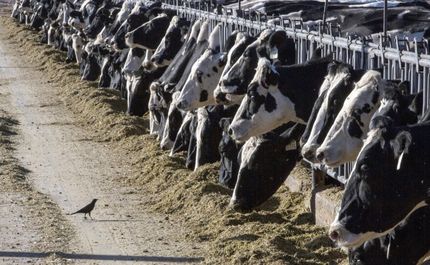 Dairy cattle feed at a farm on March 31, 2017, near Vado, N.M. The U.S. Department of Agriculture says cows in multiple states have tested positive for bird flu.