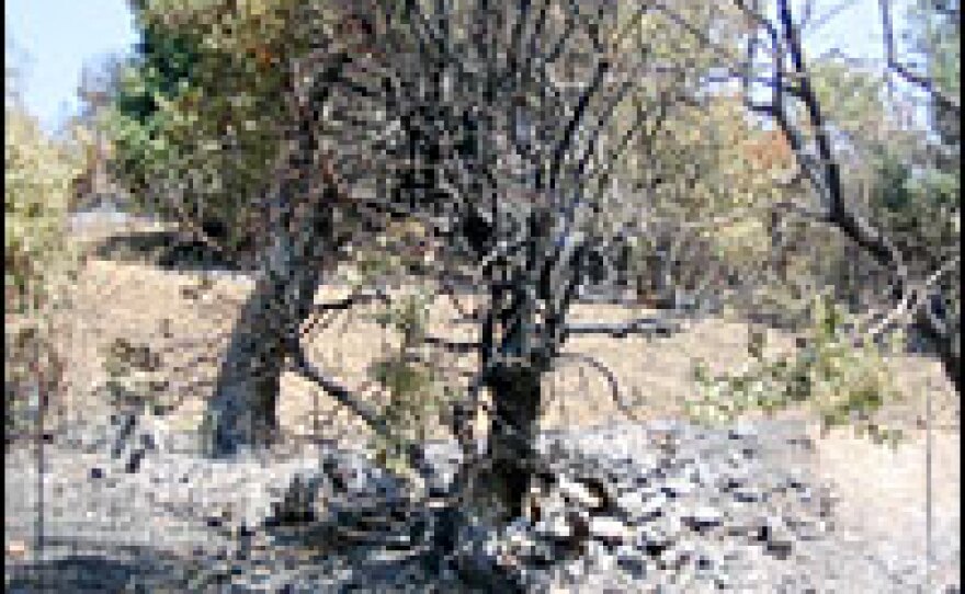 Farmer Yorgos Dimou lives on the Greek island of Evia. His family farms land above the village of Makrihori. These are some of his fruit trees, burned during this summer's wildfires.
