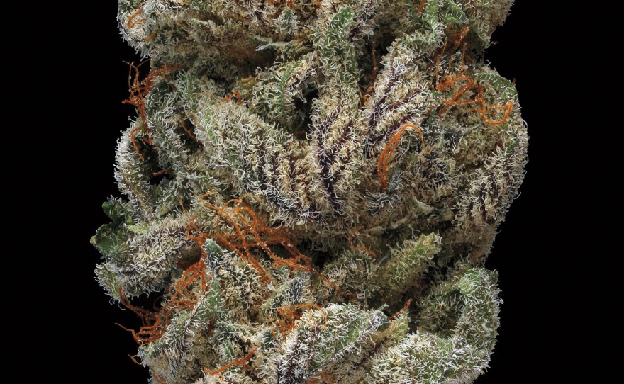 Sugar Daddy. Smell/Taste: peppery, lemon, earthy. Common effects: relaxed, mellow, lazy. Top medicinal uses: stress and nausea.