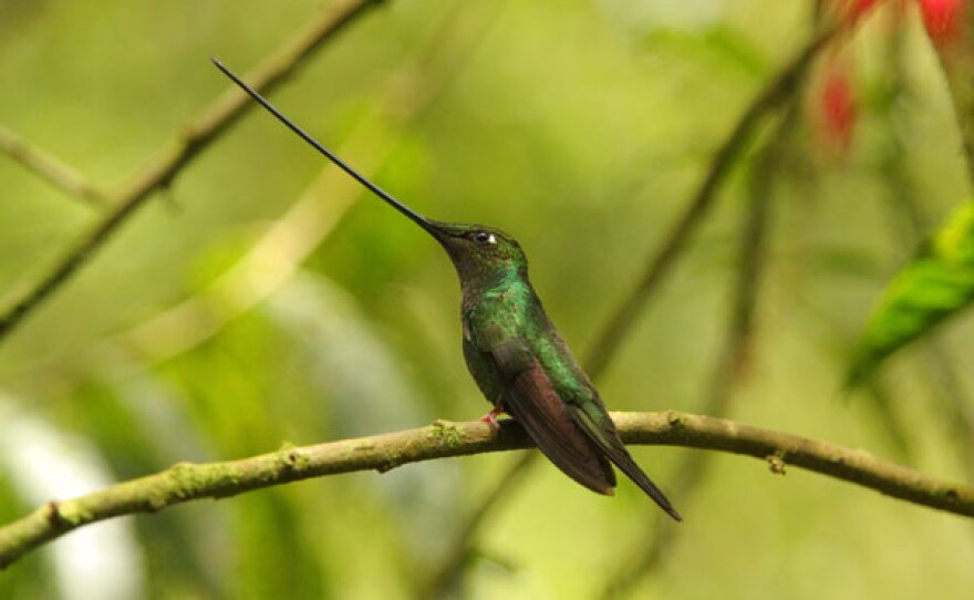 Sword-billed hummingbird, Ecuador.