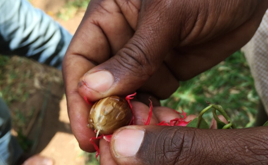 A Zanzibar farmer holds a nutmeg.