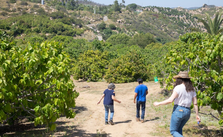 From left, Cindy Luster, Alfredo Gomez and Charlotte Acevedo walk through the California Exotic Specialty Fruits farm in Fallbrook, June 17, 2020.
