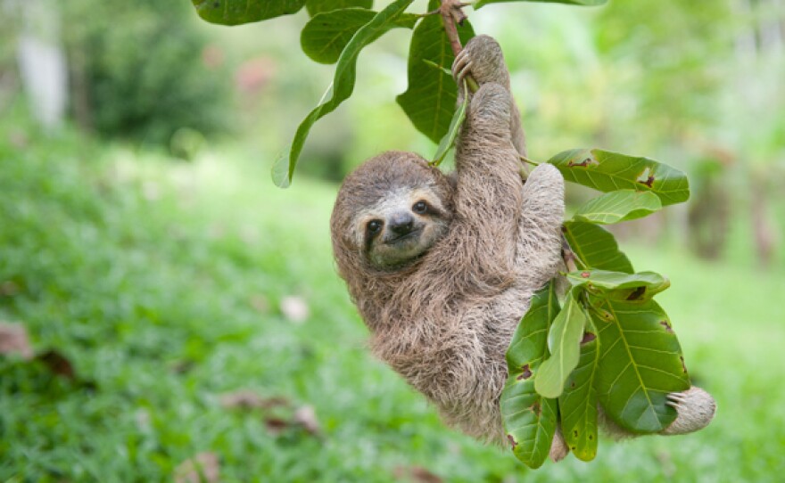 “Newbie,” the baby female three-toed sloth, gets to grips with climbing, Costa Rica.