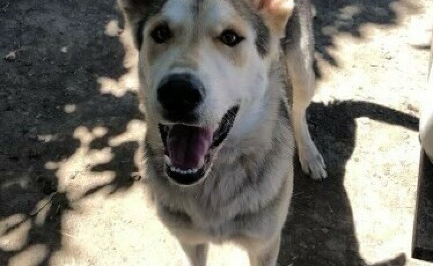 Zeppelin was found in Louisburg, Kansas, after wandering onto a woman's property a little over a week ago. His owner in California, Sandra O'Neill, was contacted by the company who makes the microchip implanted in Zeppelin.