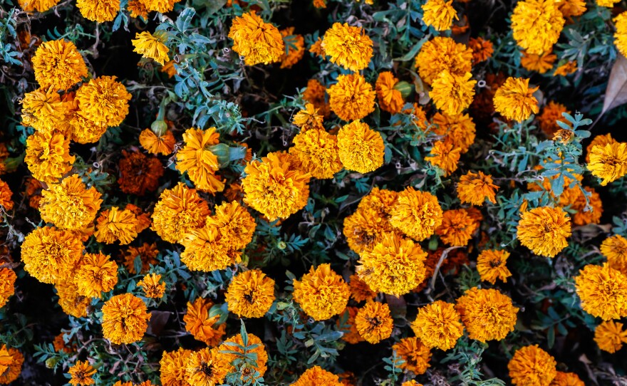 Bob Mellano, a vice president of Mellano & Co., one of California's largest flower farms, says the company has greatly expanded its production and harvest of marigolds due to growing demand in recent years.