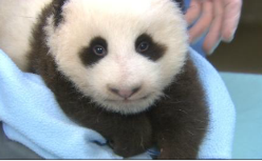 San Diego Zoo's newest baby panda