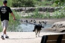 A man walks his dog at Eagle Scout Lake in Escondido, Sept. 15, 2023.