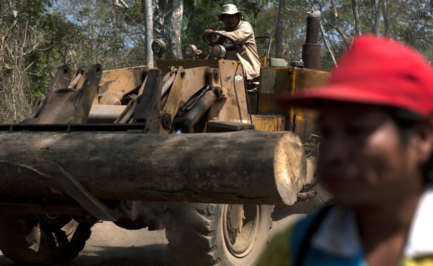 Logs in the Bolivian forest are moved, measured, trimmed and tagged for inspection by ABT — the Bolivian agency of forests and land — before being transported by truck to the town of Ascencion de Guarayos.