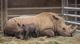 The San Diego Zoo’s new baby rhino is pictured in this undated photo. 
