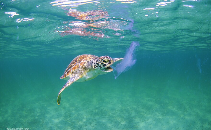 Turtles mistake plastic bags for jellyfish.