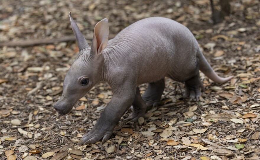 In this photo released by the San Diego Zoo Wildlife Alliance, an aardvark cub explores her habitat at the San Diego Zoo on June 10, 2022. For the first time in more than 35 years, an aardvark pup has been born at the zoo. The female, which has not yet been named, was born May 10.