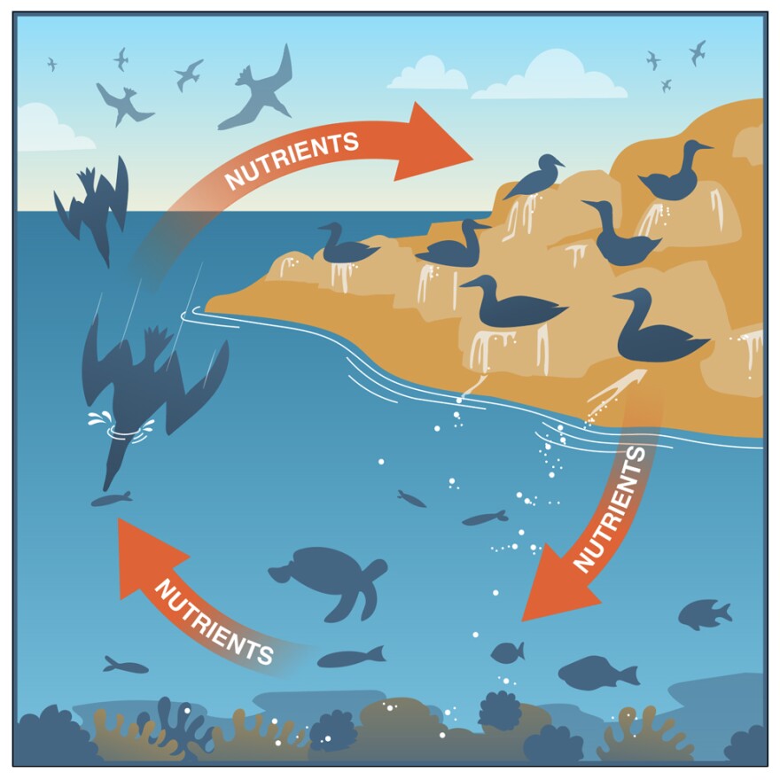 Instagram - Brook Trout Studios_American Bird Conservancy.jpg